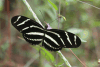 Zebra Longwing ssp. vazquezae (Heliconius charithonia vazquezae)