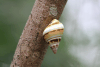 Florida Tree Snail (Liguus fasciatus)
