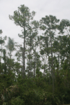 South Florida Slash Pine (Pinus elliottii densa)