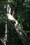 Florida Strangler Fig (Ficus aurea)
