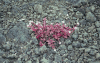 Pink Knotweed (Persicaria capitata)