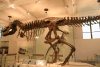 Tyrannosaurus rex (Tyrannosaurus rex)