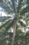 Circular Pattern Palm Leaves