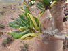 Close-up Leaves Socotra Desert
