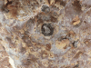 Close-up Frankincense Resin