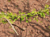 Close-up Leaves Croton Socotranus