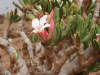 Socotra Desert Rose (Adenium obesum socotranum)