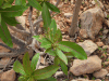 Close-up Leaves Jatropha Unicostata