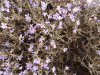 Closer View Flowers Campylanthus
