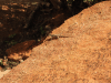 Socotra Rock Gecko