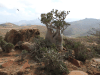 Socotra Desert Rose (Adenium obesum socotranum)