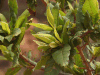 Close-up Leaves Lannea Transulta