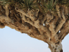 Close-up Dense Branches Dragon