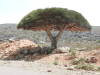 Dragon Blood Tree (Dracaena cinnabari)