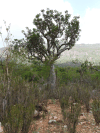 Camphor Tree (Commiphora ornifolia)