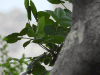 Close-up Leaves Camphor Tree