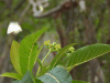 Close-up Leaves Flower Jatropha