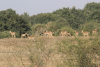 Impala Harem Male Left