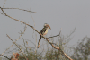 Southern Red-billed Hornbill (Tockus rufirostris)