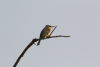 Little Bee-eater ssp. argutus (Merops pusillus argutus)
