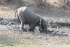 Elephant Playing Mud
