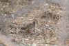 Crested Francolin ssp. zambesiae (Dendroperdix sephaena zambesiae)