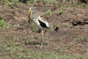 White-crowned Lapwing (Vanellus albiceps)