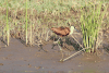 African Jacana (Actophilornis africanus)