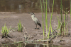 Sub-Saharan Striated Heron (Butorides striata atricapilla)