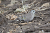 Emerald-spotted Wood Dove (Turtur chalcospilos)