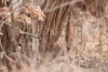 Slender Mongoose (Herpestes sanguineus)